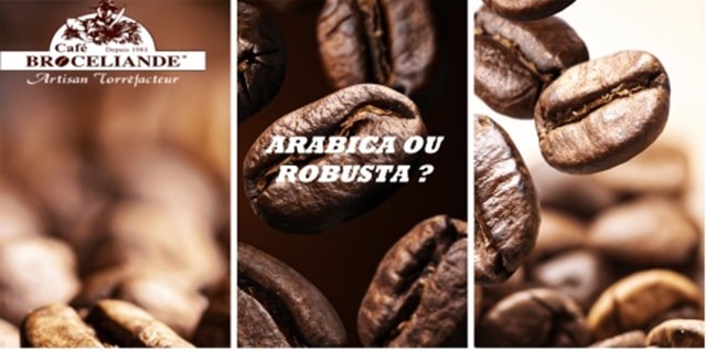 cafe grain robusta ou arabica